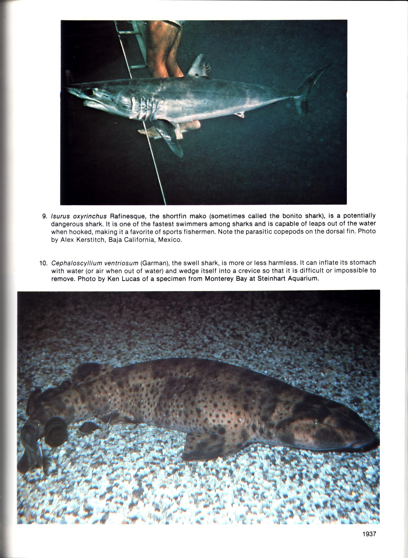 FISHES OF CALIFORNIA AND WESTERN MEXICO: Pacific marine fishes, Book 8 (California & Western Mexico). tfhp6102d
